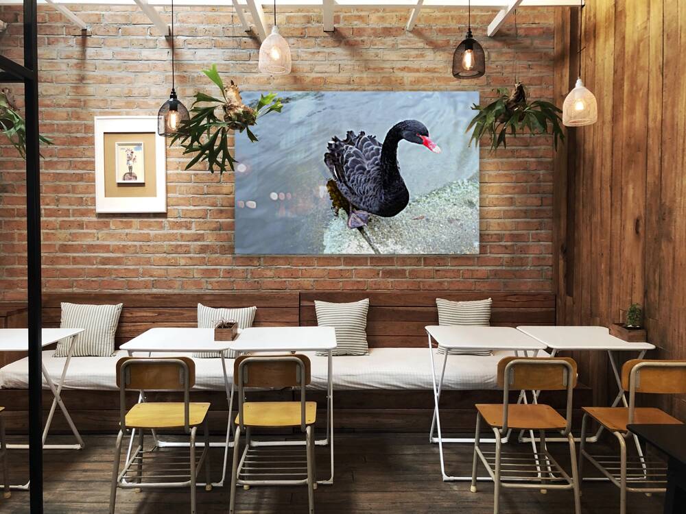 A Black Swan Moment 3 Reproduction