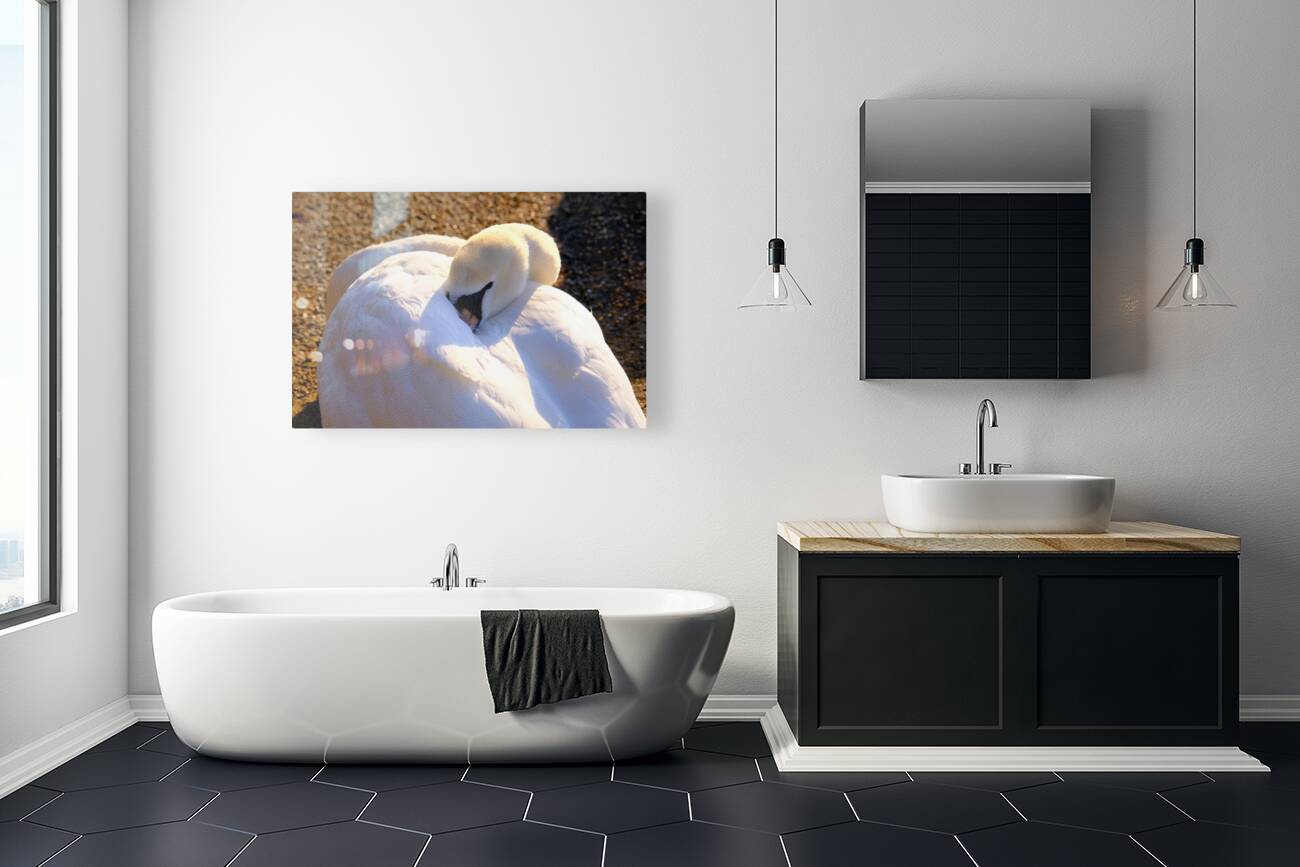 Got My Eye On You Swan Reproduction