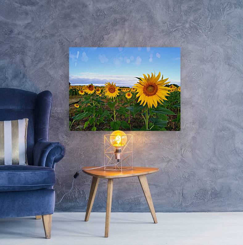 A Golden Gaze Reproduction