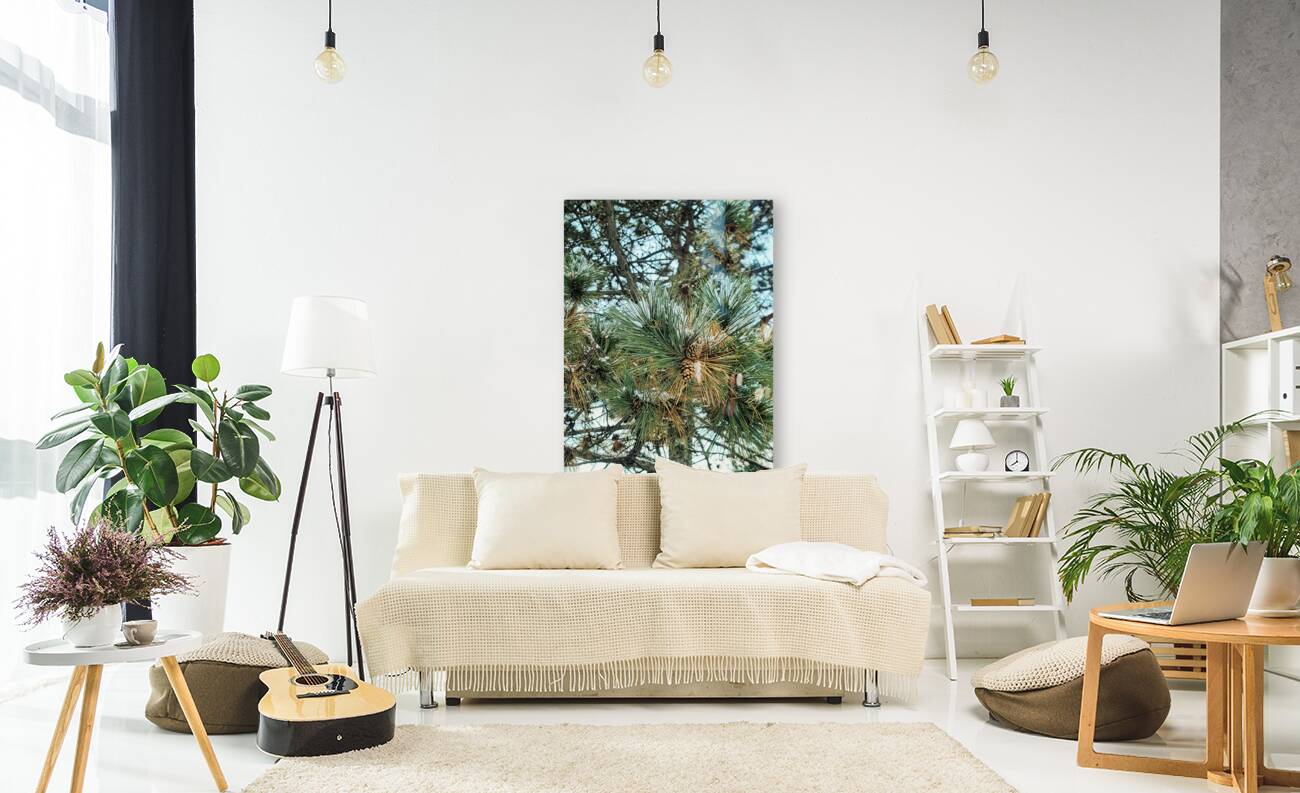 Winter Pinescape Reproduction