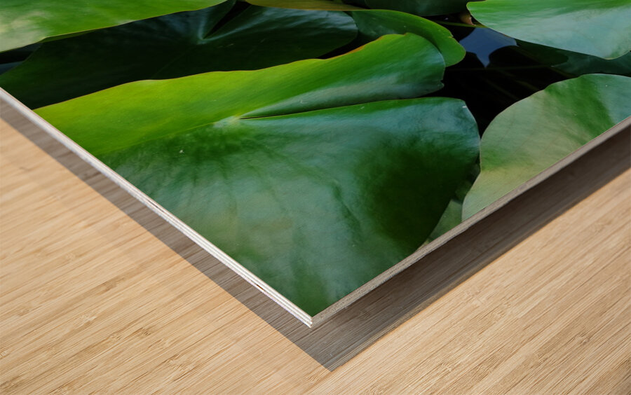 Lusty Lily: Beneath the Folds Wood print