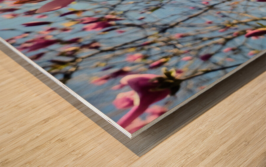 Spring Sun Worshipping Magnolia Wood print