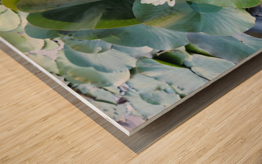 Hidden Beauty Water Lily Wood print