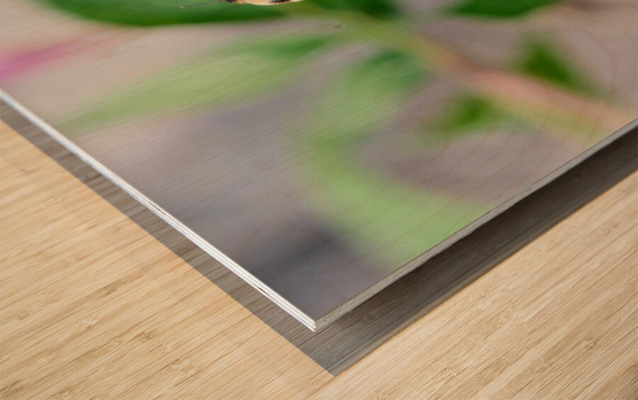 The Bee and the Purple Coneflower Wood print