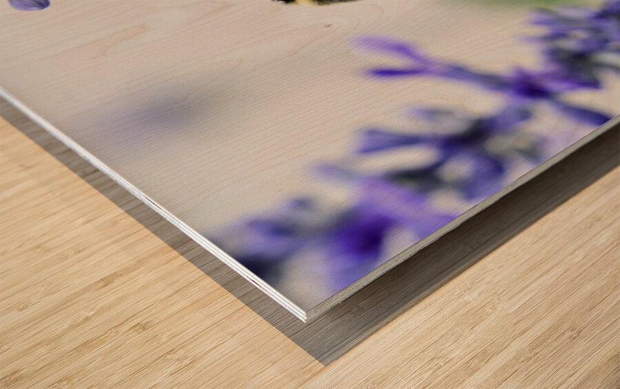 Bee Salivating the Blue Salvia Wood print