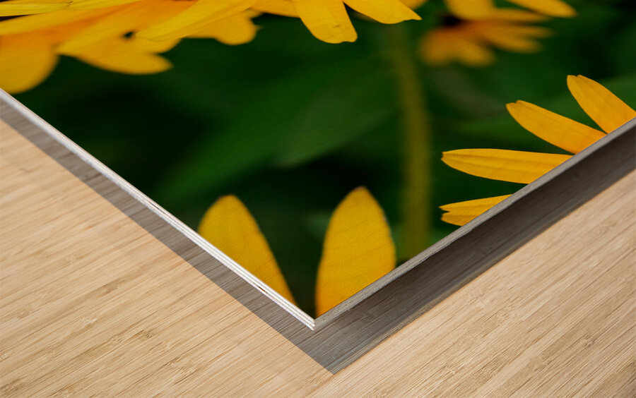 Black-Eyed Susans Dance Partner Wood print