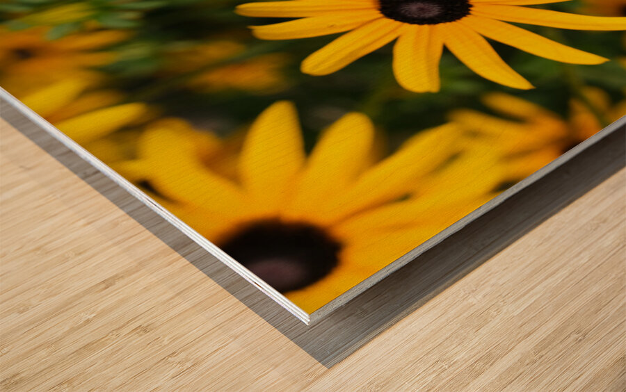 Golden Resilience: Black-Eyed Susan in Summer Bloom Wood print