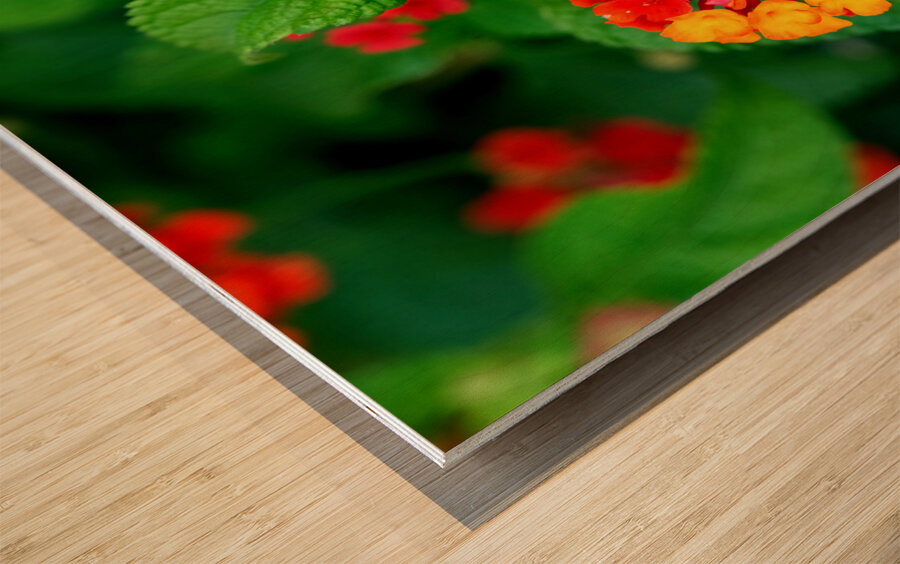 Color that Heals: The Medicinal Heart of Lantana Camara Wood print