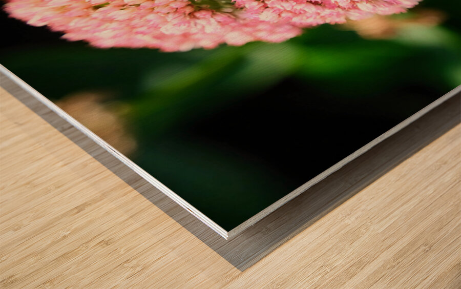  Sedum and the Messenger of Life Wood print