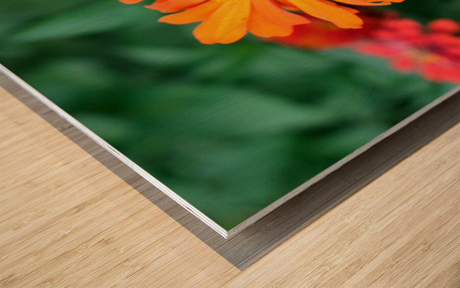Orange You Royale King Zinnia Wood print