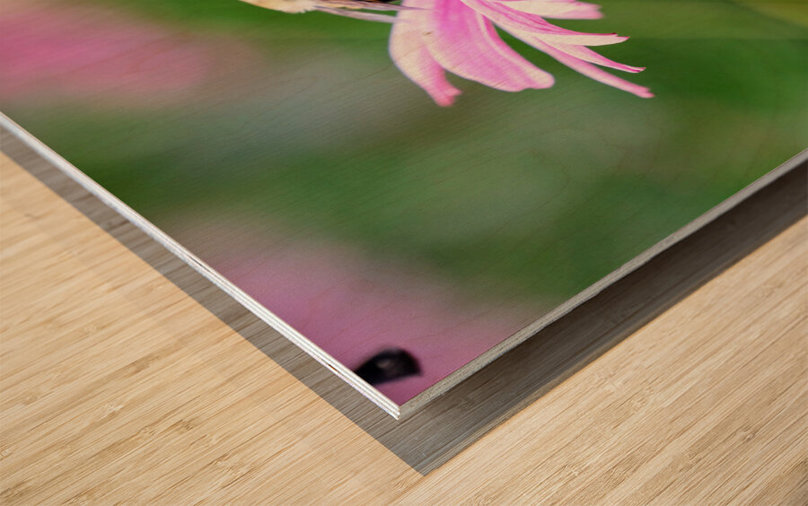 A Bumblebee’s Pause on Coneflower Wood print