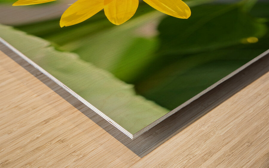 The Sunflower Keeps Time for Two Wood print