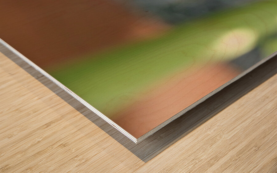 The Quiet Provider: Portrait of Pollination Wood print