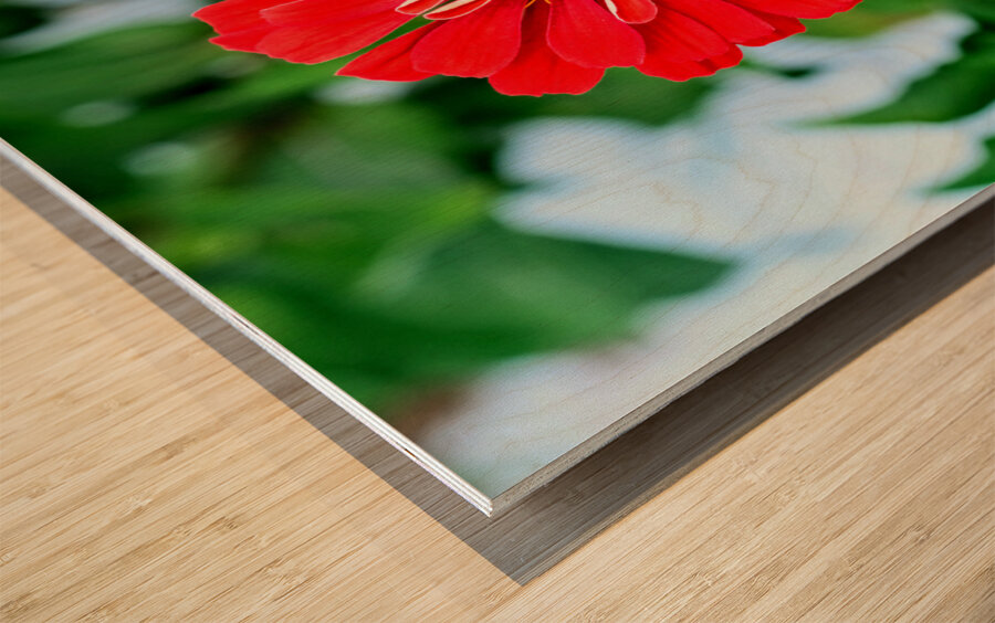 A Zinnia in Meditative Bloom Wood print