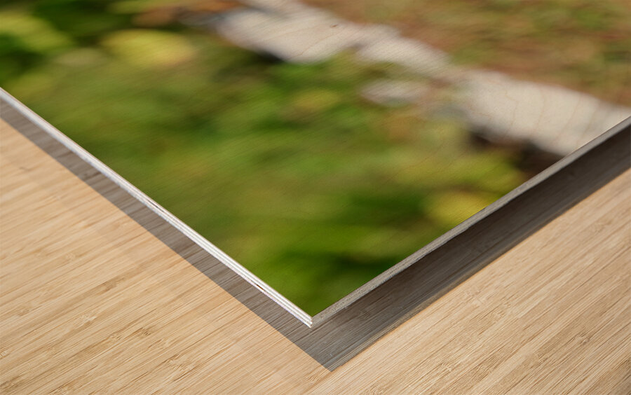 A Butterfly’s Pause Amid Sunfire Blooms Wood print