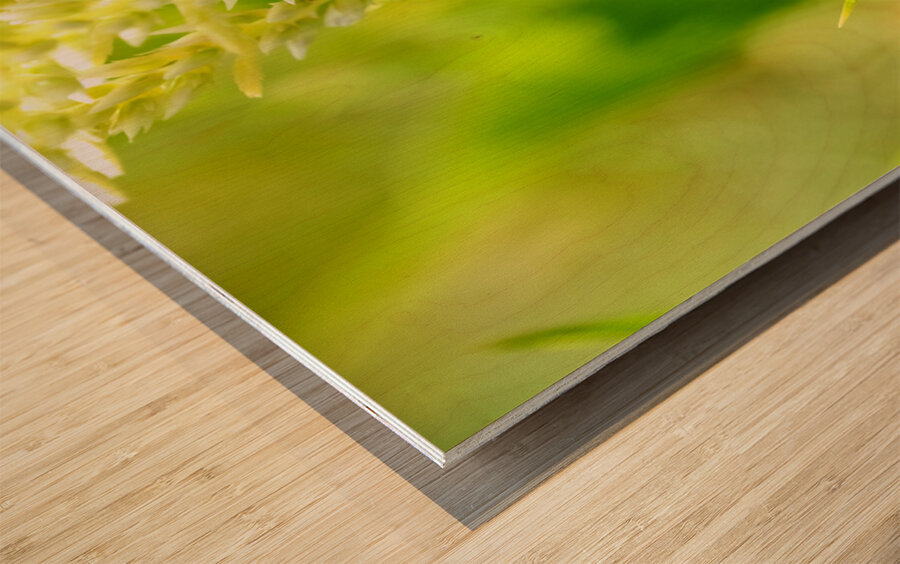 The Daylight Firefly: Guardian of the Green Flame Wood print