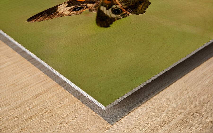 Buckeye Butterfly: Stillness Between Wingbeats Wood print