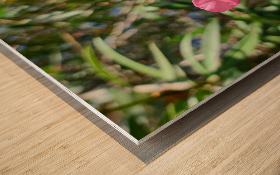 Sun-Kissed Solitude Wood print