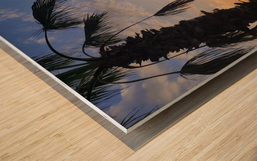 Between Palms and Possibility Wood print