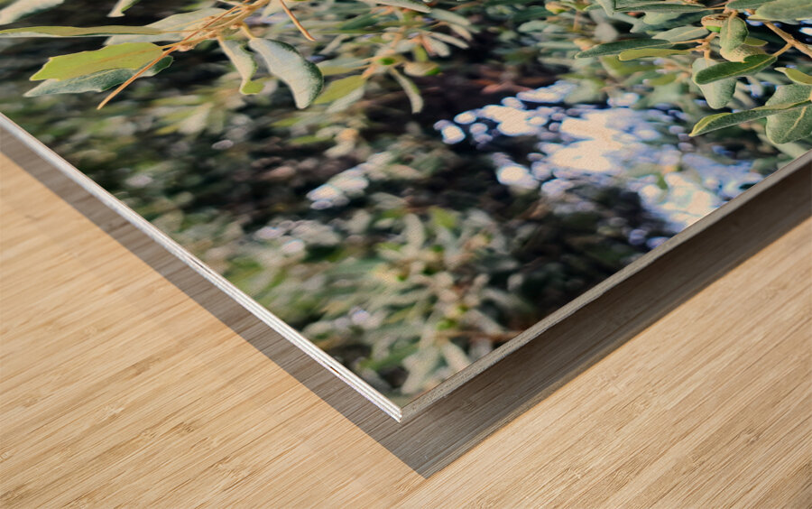 Acorn Awakening Wood print