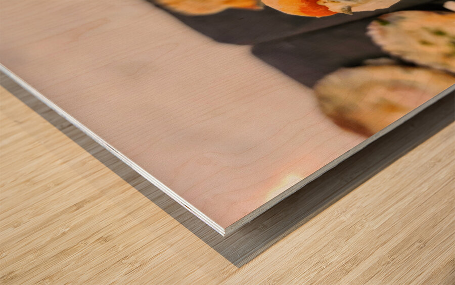 Shellbound Sonata Wood print