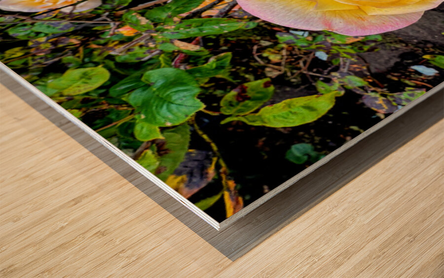 Yellow Rose: Velvet Helix Wood print