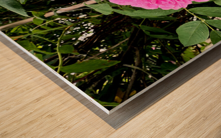 Wild Grace: The Rugosa Bloom Wood print