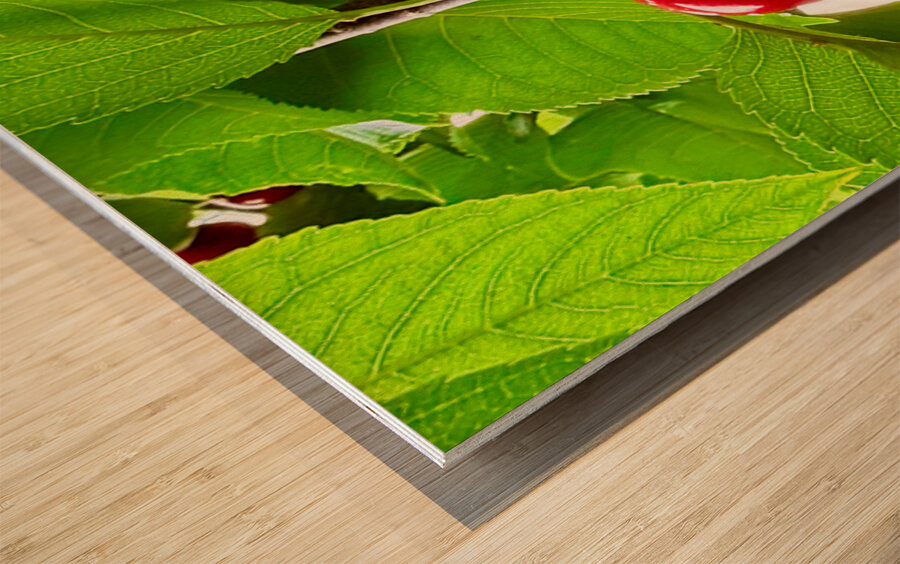 Twin Suns on the Orchard Axis Wood print