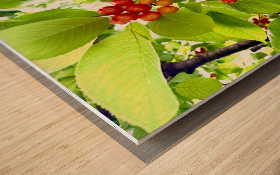 Emerald Boughs and Scarlet Promises Wood print