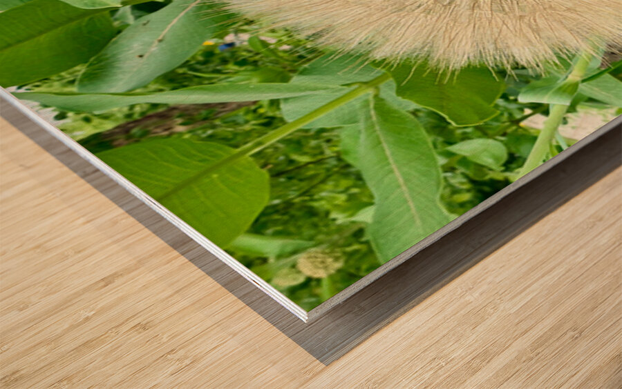 Prairie Starburst: A Prayer in Plant Form Wood print