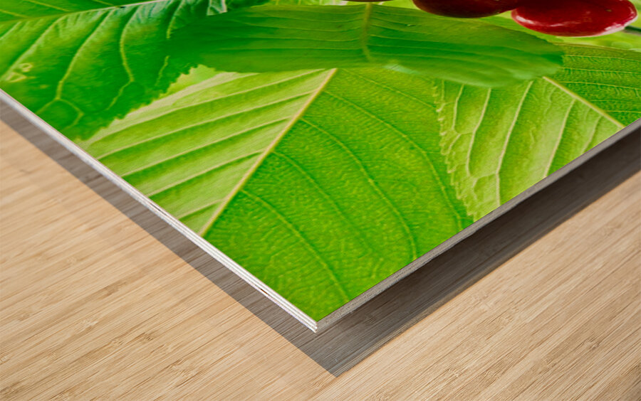 Jewels of the Canopy: The Hidden Orchard Crown Wood print