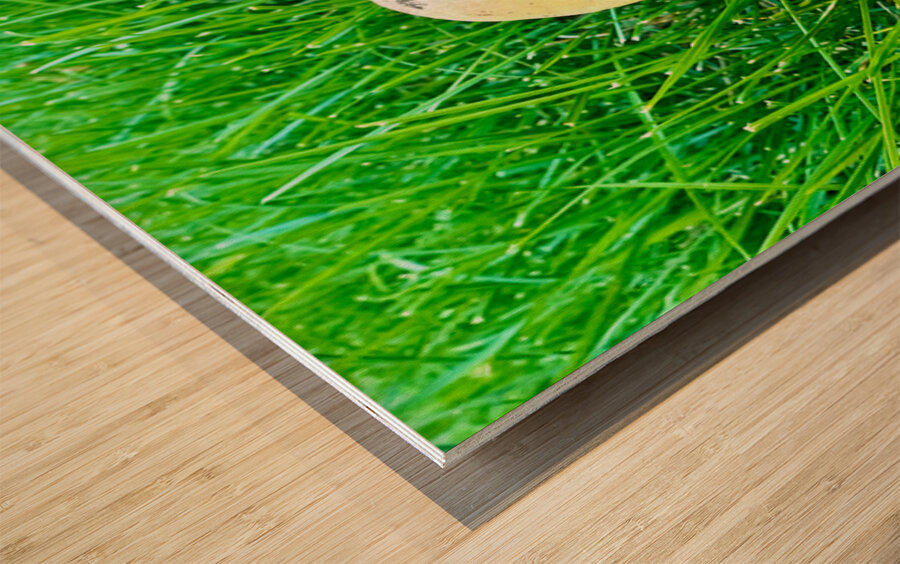 The Philosopher’s Cap Wood print