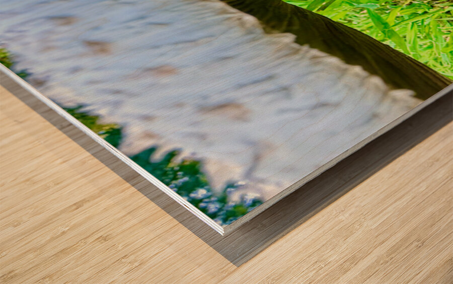 Under the Cap: A Fungal World Revealed Wood print