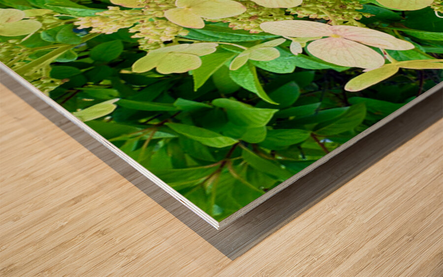  Pale Hydrangea Cluster Wood print