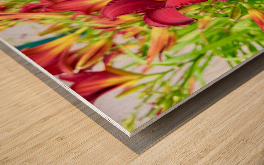 Scarlet Radiance Wood print