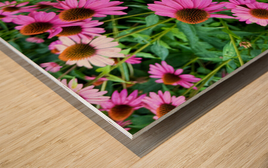 Field of Echinacea Dreams Wood print