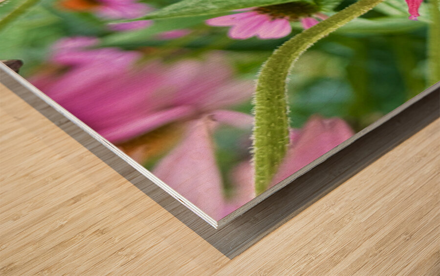 Fading Glory Last Harvest Wood print