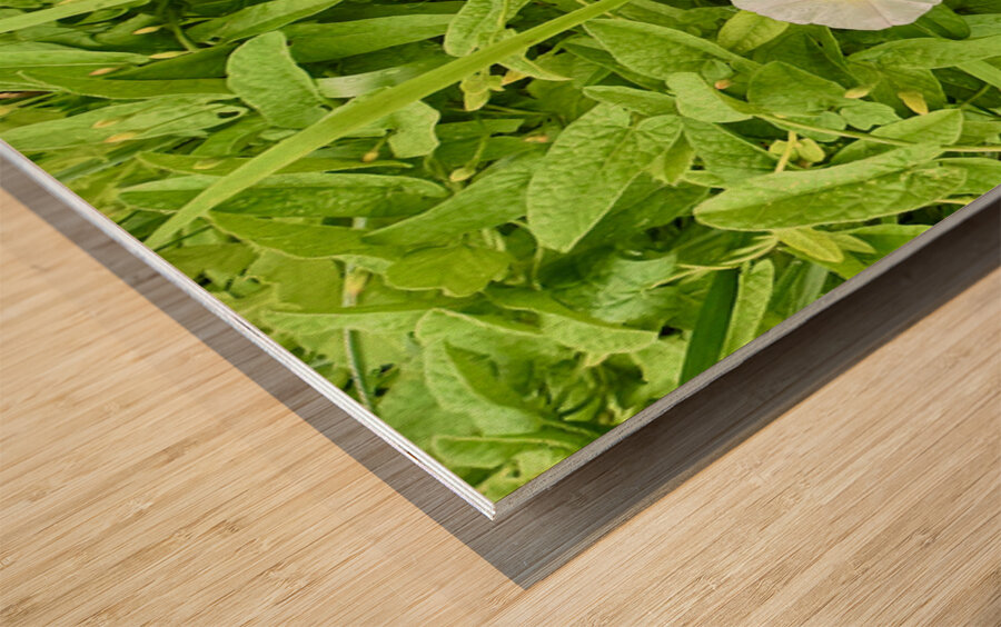 Clustered Bindweed Flowers Wood print