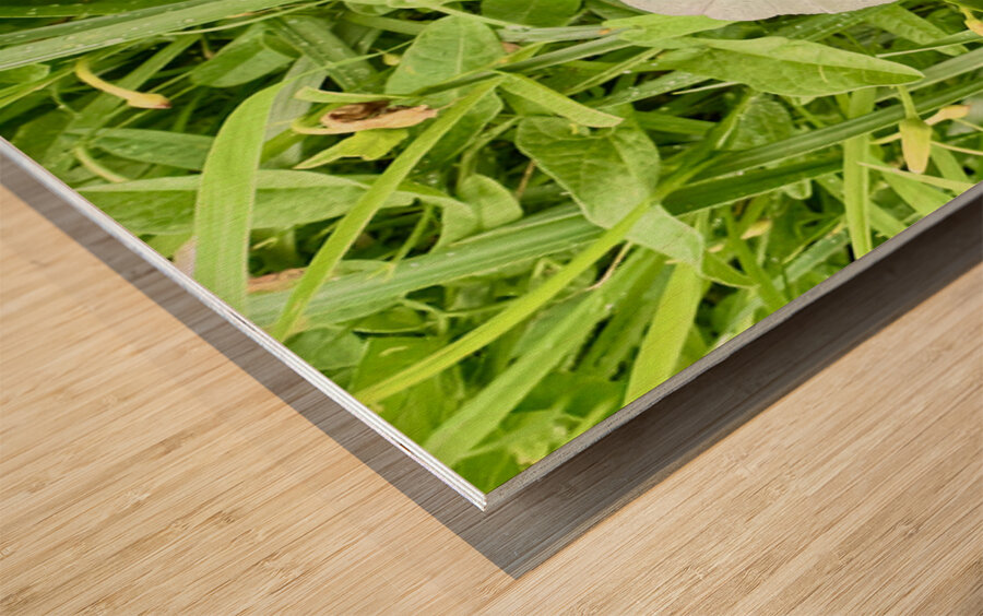 One Wild Bloom : Bindweed Focus Wood print