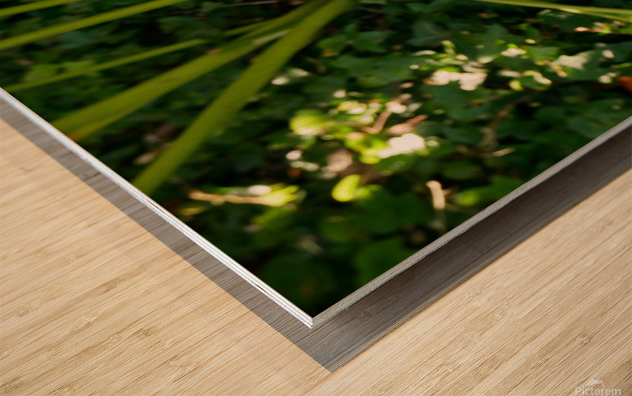 Golden Rod Exposed Wood print