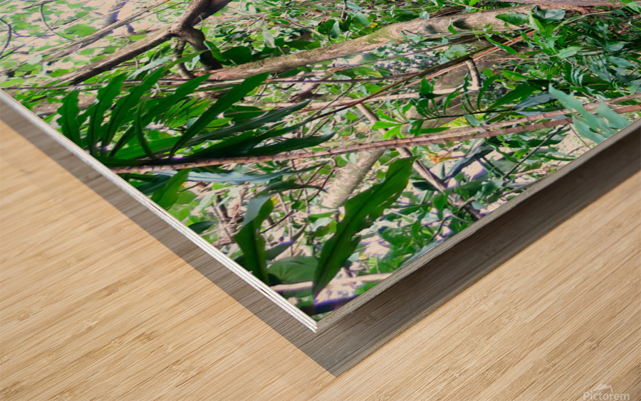 Branches of Life Wood print