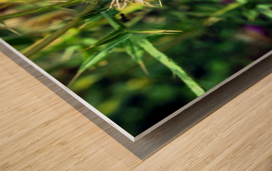 Thistle Be a Good Day Wood print