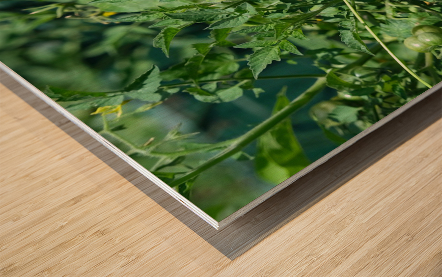 Pop My Cherry Tomato Wood print