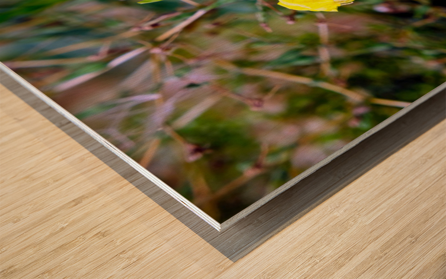 To Bee or Not to Bee  3   -- The Struggle Is Real Wood print