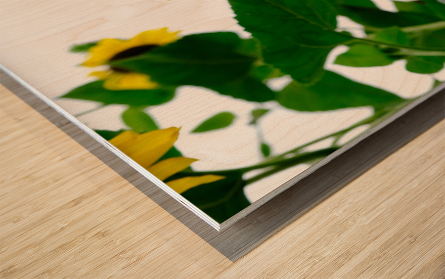 Hello Sunshine   Wood print