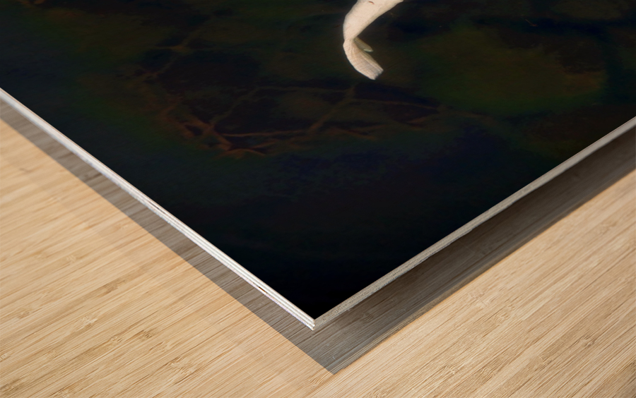 Some Very Coy Koi Wood print