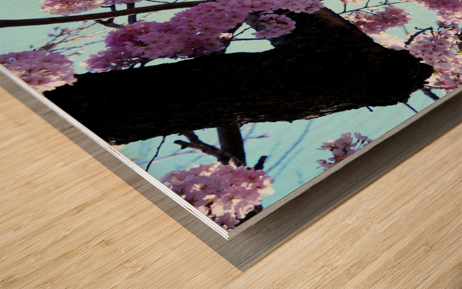 Cherry Blossom  Wood print