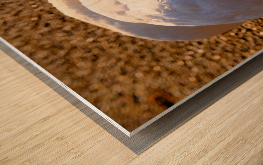 Got My Eye On You Swan Wood print