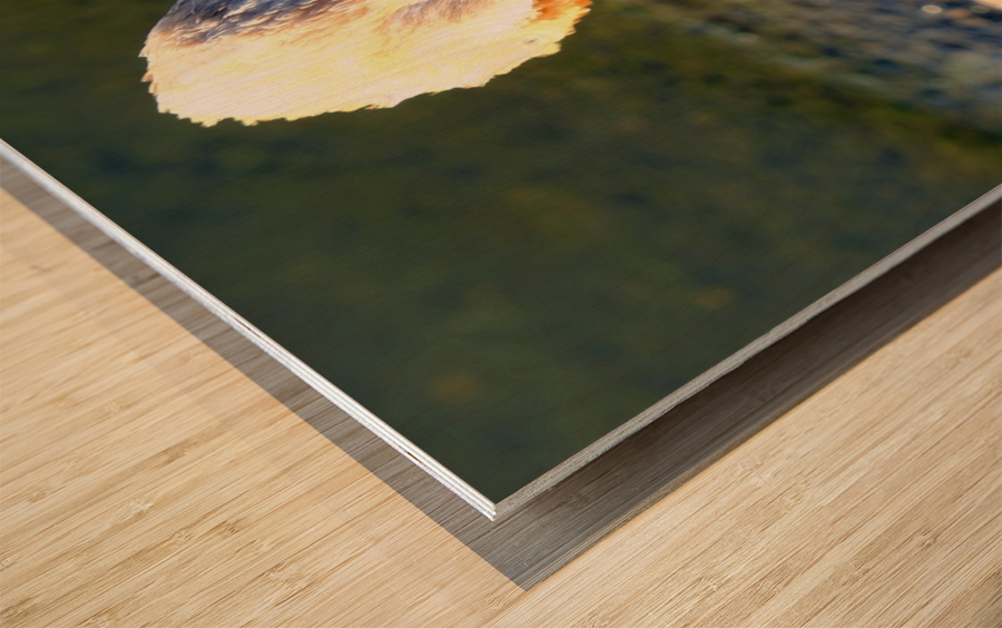 Evil Eye Swan Wood print