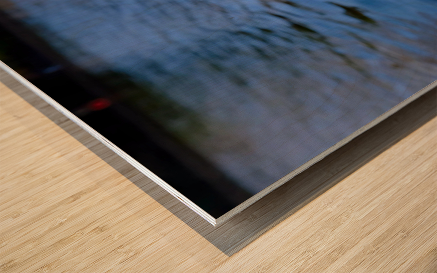 Graceful Swan by the River Wood print